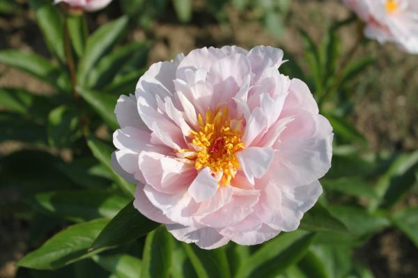 Pfingstrose Pink Vanguard Paeonia Hybride